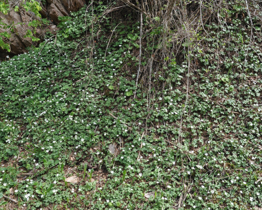 Hepatica falconeri in the wild in Kyrgyzstan