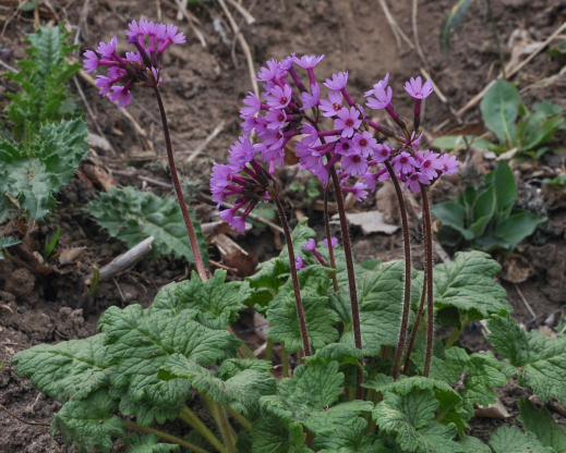 Primula kaufmanniana 