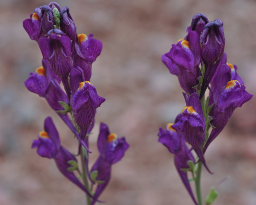 Linaria transiliensis 