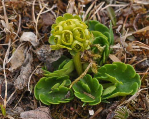 Chrysosplenium tanschanicum 