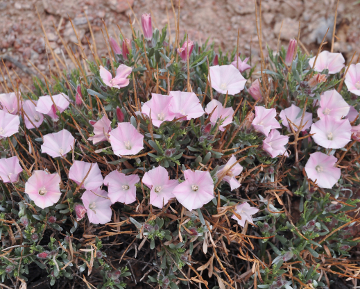 Convolvulus tragacanthoides 