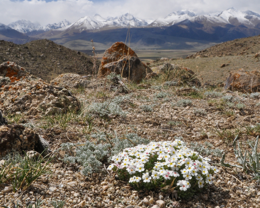 Androsace pavlovskyi