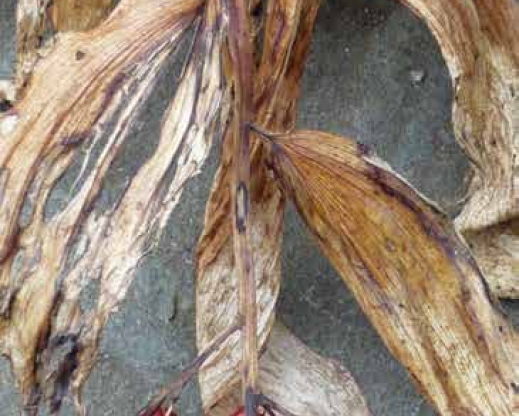 Maianthemum racemosum Maianthemum racemosum