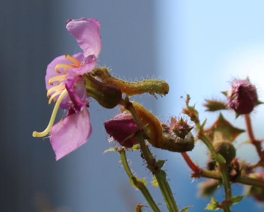 Caterpillars feeding on Rhexia virginica during a parade on 6th Avenue.