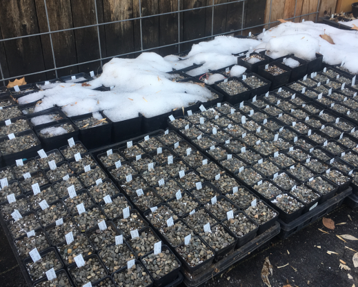 A backyard seed pot area can be as simple as a scrap of geotextile (or ground cloth) in the north shadow of a fence where snow accumulates. A backyard seed pot area can be as simple as a scrap of geotextile (or ground cloth) in the north shadow of a fence where snow accumulates.