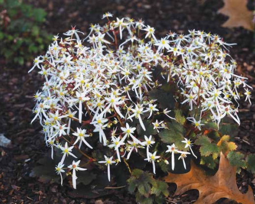 Saxifraga ‘Rokujo’ - one of the two cultivars originating from Professor Rokujo’s collection on Mount Nachi