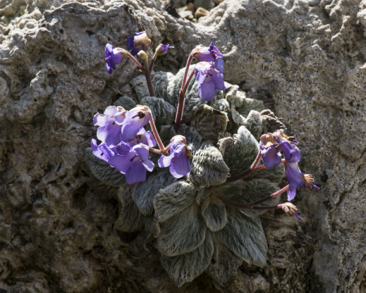 Jancaea (syn. Ramonda) heldreichii