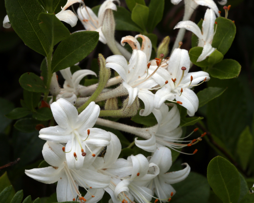 Rhododendron viscosum is one of the many beautiful, unusual plants to be found in the Sandhills. Rhododendron viscosum is one of the many beautiful, unusual plants to be found in the Sandhills.