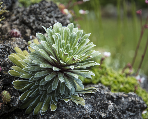 Saxifaga longifolia