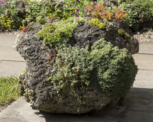 Alpines growing on tuff.