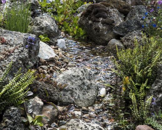 A brook provides the sound of flowing water and  habitat for plants like Asplenium trichomanes 