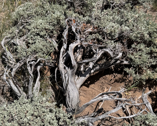 Artemisia tridentata