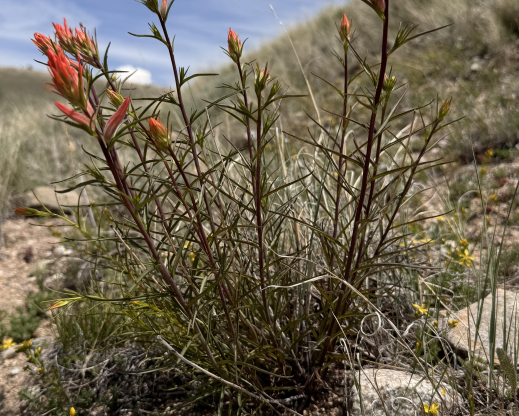 Castilleja linariifolia, Linum kingii in the foreground