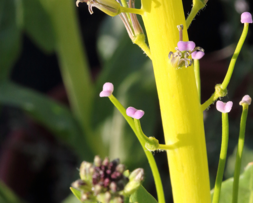 Close-up of Caulanthus inflatus        