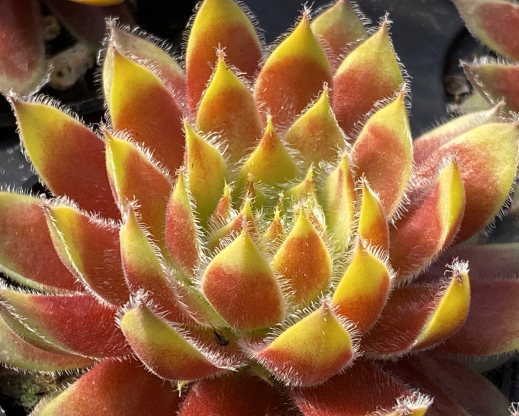 Chick Charms Gold Dust (9)