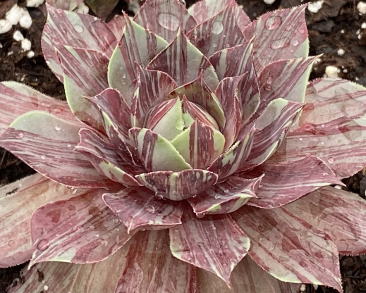 Chick Charms 'Splatter Matters'