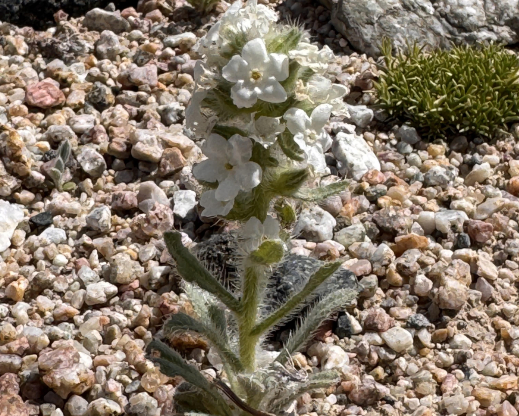 Cryptantha sericea