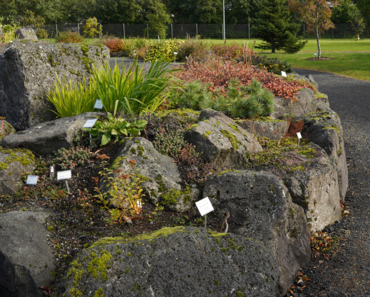 Part of the rock garden