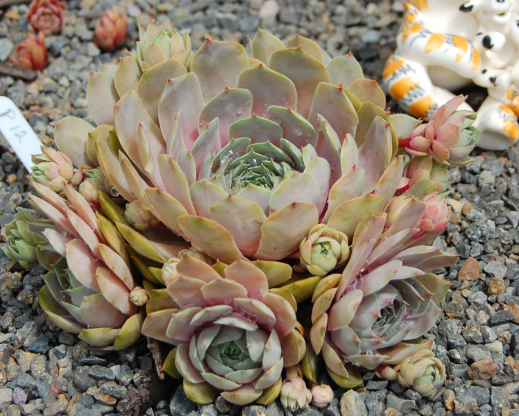 Jade Blush P#12 6 14 2020