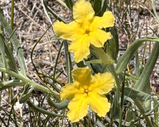 Lithospermum incisum flowers