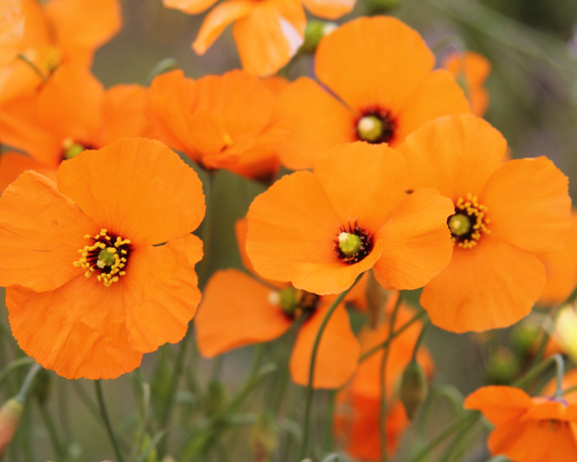 Papaver heterophyllum