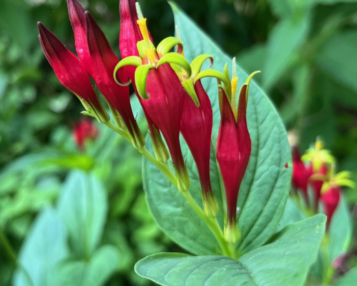 The author’s “gold standard” unnamed form of Spigelia marilandica