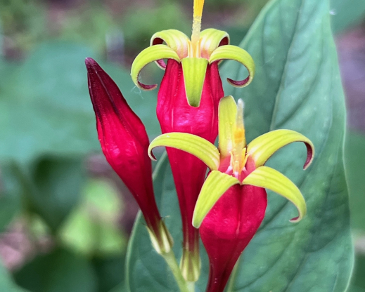 Flower of author’s  unnamed form of Spigelia marilandica 