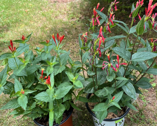 Plant habit of ‘Ragin Cajun’ on the left and ‘Orange Slices’ on the right