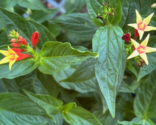 Flowers of ‘Ragin Cajun’ on the left and ‘Apple Slices’ on the right.