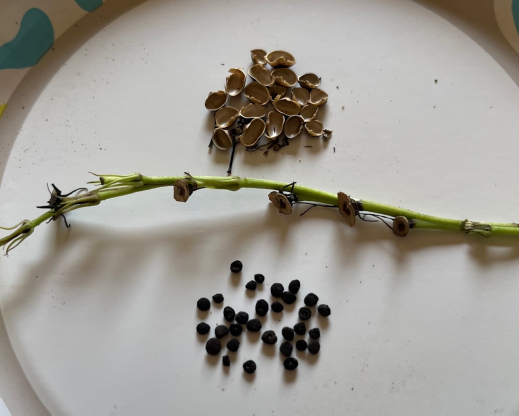 Spigelia seeds and pods