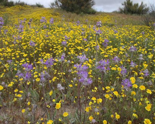 Saliva carduacea with Chaenactis glabriuscula