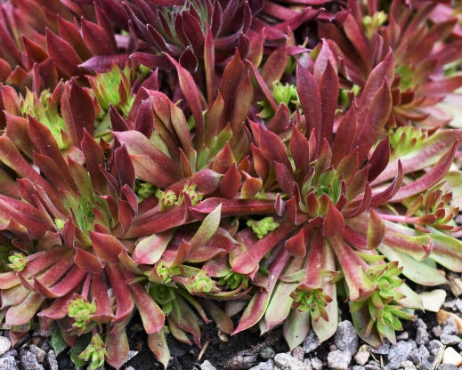 Spaghett with Marinara