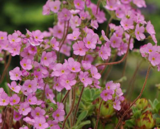 Androsace sarmentosa