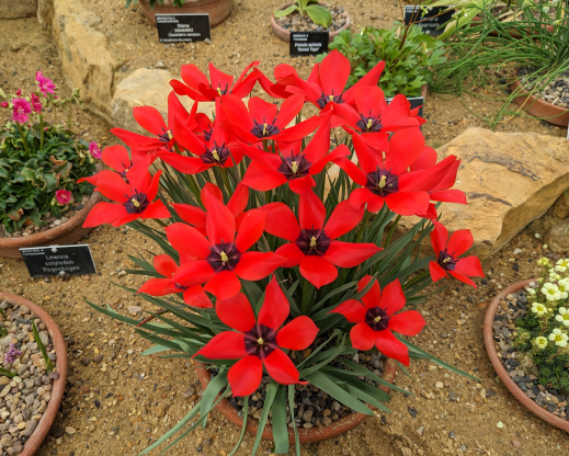 Tulipa linifolia