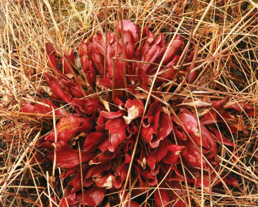 Sarracenia purpurea in early spring on shore of Lake Huron Sarracenia purpurea in early spring on shore of Lake Huron