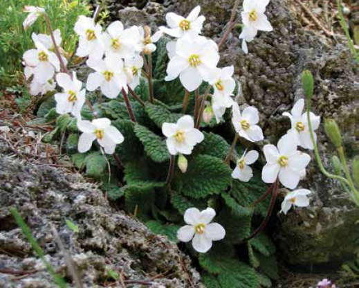 Ramonda myconi ‘Alba’ Ramonda myconi ‘Alba’