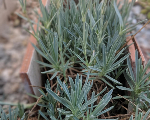 New growth without flower buds is usually the best source for easy-to-root cuttings.