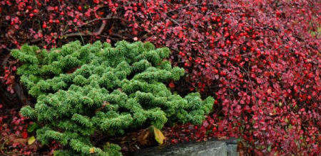 Abies balsamea 'Nana'
