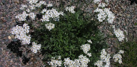 Achillea clavennae; photo by Todd Boland