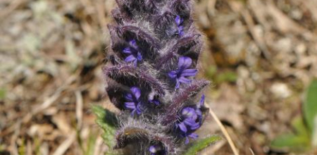 Ajuga orientalis