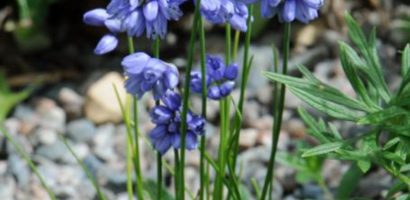 Allium sikkimense; photo by Todd Boland