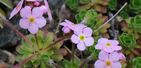 Androsace sempervivoides