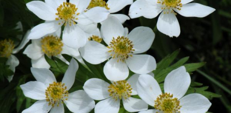 Anemone narcissiflora; photo by Todd Boland