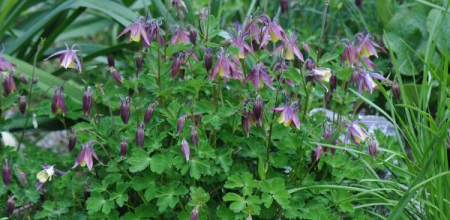 Aquilegia buergeriana 'Calimero'