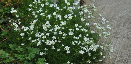Minuartia laricifolia