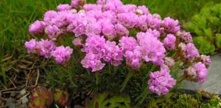 Armeria caespitosa; photo by Todd Boland