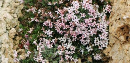 Asperula boissierii