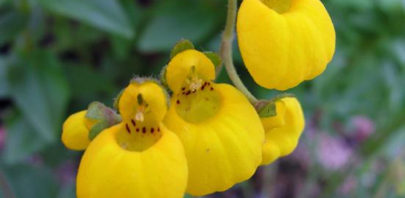 Calceolaria biflora