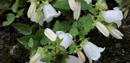 Campanula betulifolia; photo by Todd Boland