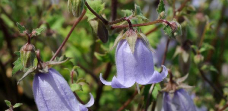 Campanula zangezura; photo by Todd Boland